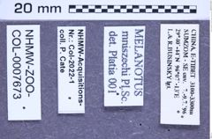 Etikette zu Melanotus mniszechi (Platia & Schimmel, 2001) (NHMW-ZOO-COL-0007673)